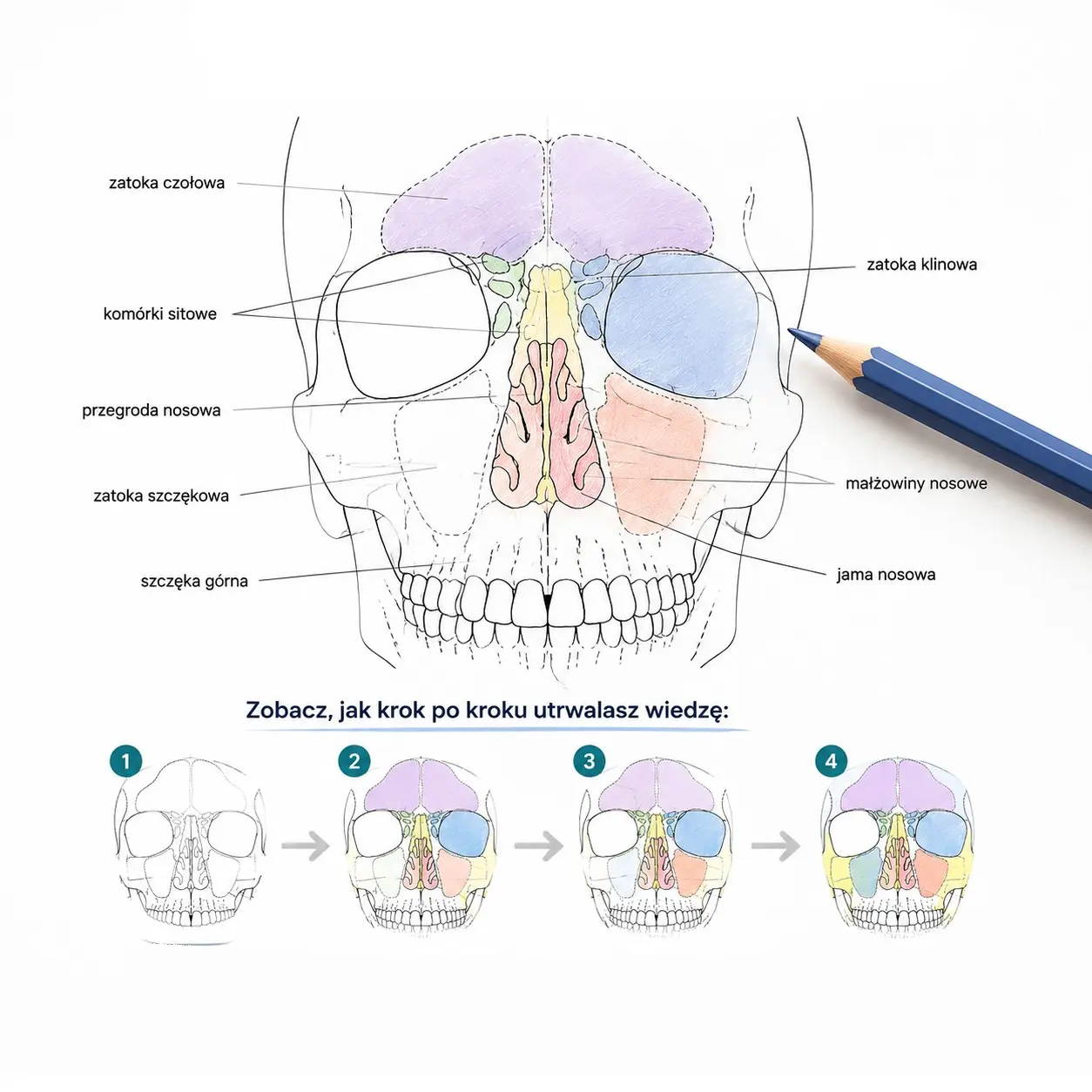 Nauka anatomii poprzez kolorowanie
