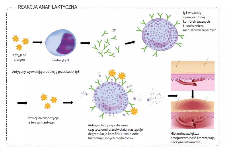 Odpowiedź immunologiczna a alergia - Czasopismo Biologia w szkole