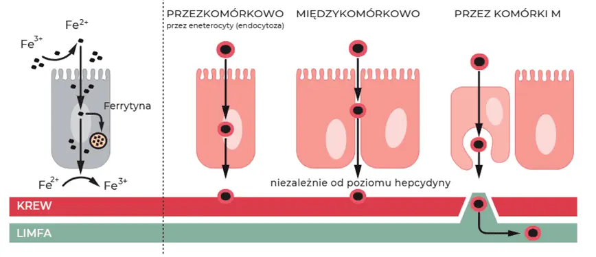 żelazo sukrosomalne wchłanianie