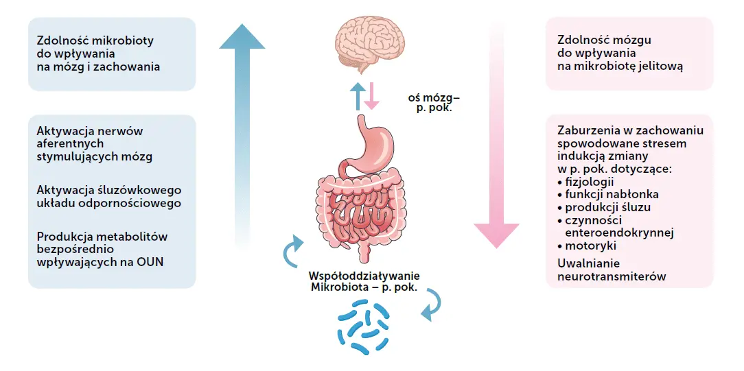 Ryc. 1. Wzajemne odziaływanie mikrobioty jelitowej i ośrodkowego układu nerwowego wskazujące, że tych układów nie da się fizjologicznie rozdzielić (wg [7])